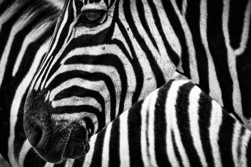 zebra-stripes